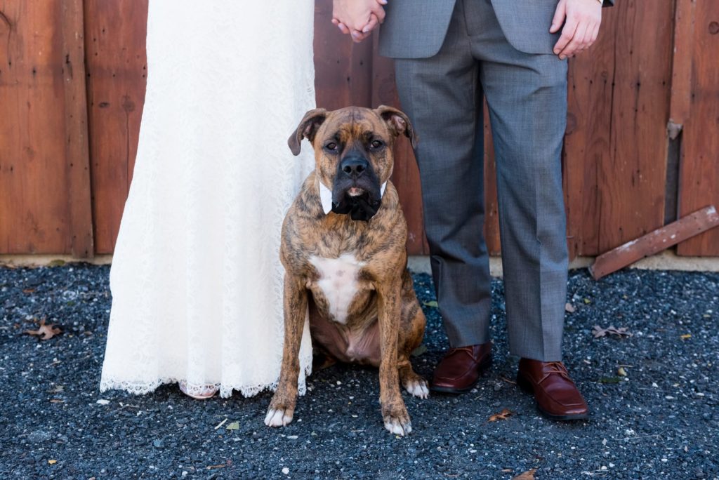 Dog - Baltimore Wedding Photographer - 125